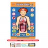 Tapis 75*50 Cm-Les Organes  du corps humain-Animé par Smartphone-24 PCS