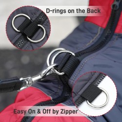 Le Must-Have des Chiens