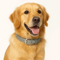 Collier et laisse en cuir...